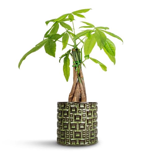 10pcs Green Pachira Macrocarpa Bonsai Tree Seeds