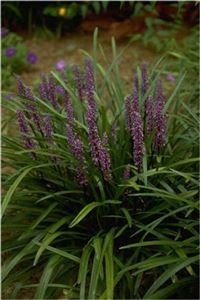 Pixies Gardens(18 Plant Flat-3.5" Pots) Liriope Muscari 'Royal Purple' Monkey Grass/Lilyturf Deep Green Foliage with Deep Purple Flowers Clumping.