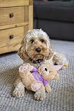 Rosewood Bonnie Geburtstagsbär - Plüsch-Hundespielzeug mit Quietscher - Weiches Kuscheltier als Hundegeschenk für Geburtstage, Adoptionstage und Festliche Momente