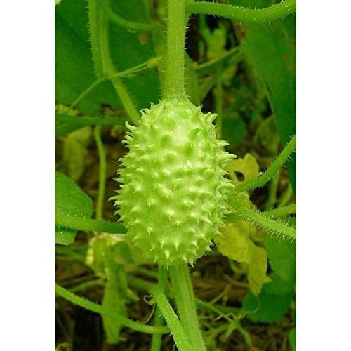 West Indian Gherkin Seeds 40 Seed Pack
