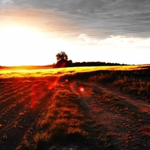 Birds, Crickets & Cuckoo at Sunset &mdash; Baltic Coast, Poland