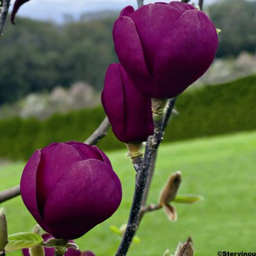 Chuxay Garden Purple Black Magnolia Liliiflora Seed, Magnolia 'Black Tulip' 10 Seeds Woody Orchid Small Tree Ornamental Hybrid Deciduous Shrub Great For Garden #TOP1