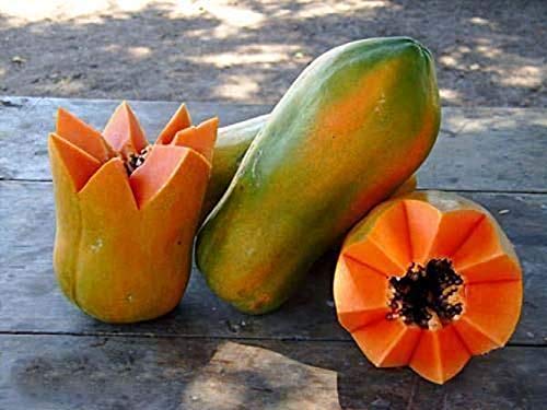 Seeds meradol maradol Caribbean red Caribbean Sunrise Papaya Plant Big Fruit, 25 Seeds