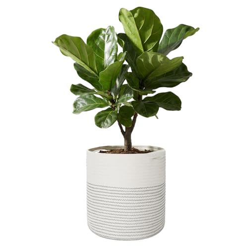 Flexzion Woven Plant Basket for Indoor Plants, 12" x 12", Fits 10" Pots