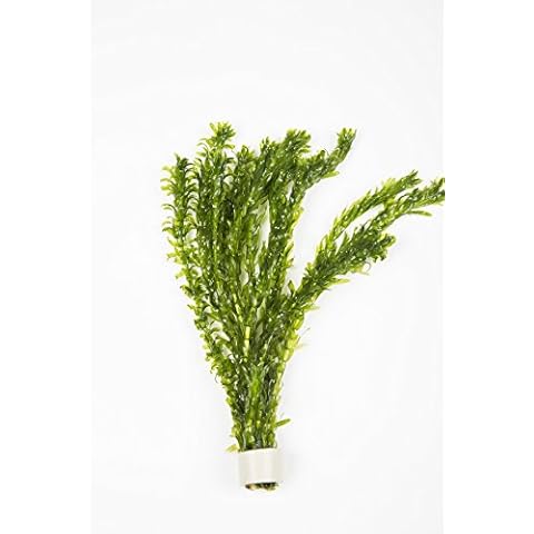 5 x Oxygenating Weed Live Pond Plant ELODEA DENSA - Also Aquarium Aquatic Plants Cover