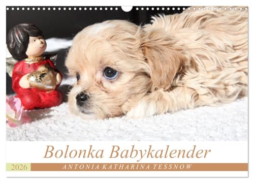 Bolonka Babykalender 2026 (Wandkalender 2026 DIN A3 quer), CALVENDO Monatskalender: Ein gelungener...