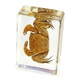 Crab Paperweight (1.8x1.1x0.8