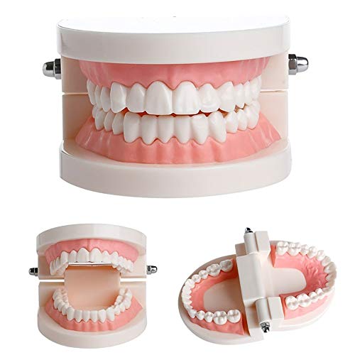 2 Pack Standard Teeth Model Adult Standard Typodont Demonstration Denture Model For Kids Dental Teaching, Clean Display, Education, Study (No Wisdom Teeth)(With 2 Fixed Wrench) #TOP3
