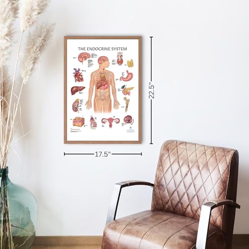 Image of Anatomy Lab Human Endocrine System Anatomy Poster, Laminated | Anatomy and Physiology, 17.3 x 22.5 Inches, Body System Diagram, Anatomical Chart for Education Learning and Students