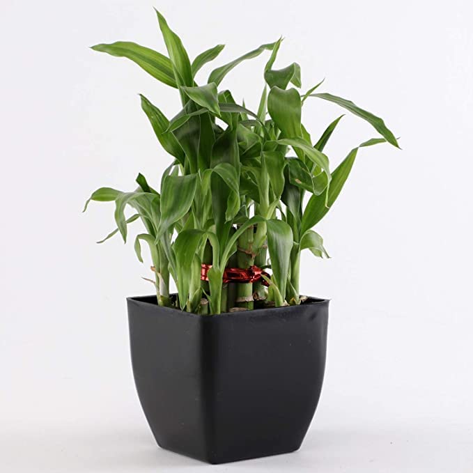 EverSneh 2-Tier Lucky Bamboo Plant With Plastic Pot, Live Indoor Feng Shui Decor - Perfect For Home, Office, Or Gift FANCY Pot (B0BJ7TCDHJ) Amazon Price History, Amazon Price Tracker