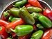 Pepper HOT Jalapeno Early Great Heirloom Vegetable BULK 4,000 Seeds