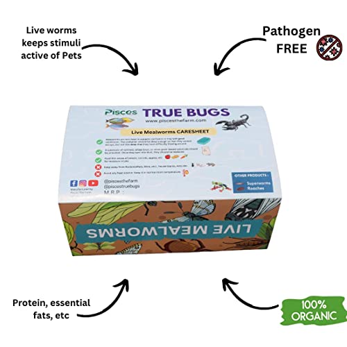 Image of PISCES True Bugs Live Larvae Mealworms - 1000 Pcs | High Protien Treat Food With Natural Supplement For All Life Stages Aquarium Fishe Like Arowana, Flowerhorn, Oscar And Birds, Reptile