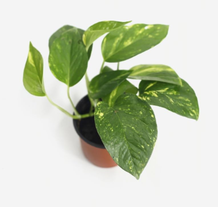 Devils Ivy - Epipremnum aureum Scindapsus pictus Hawaiian Silver Vine Live Plant in 12cm Pot