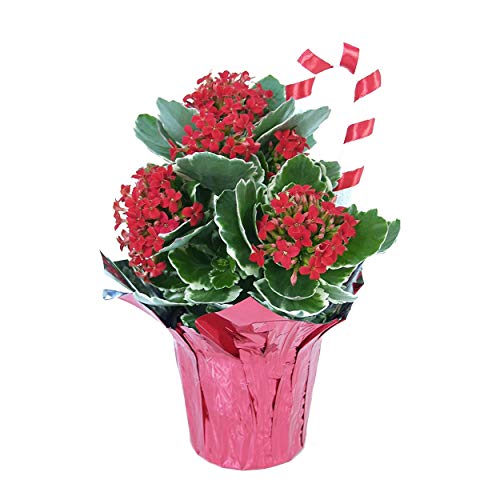 The Three Company Live Flowering Christmas Kalanchoe (3 Per Pack