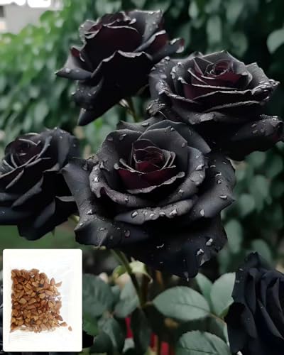 200+ rosa nero rare da piantare in casa, in giardino, varietà antiche, senza OGM