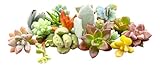 10 Mini Assorted Live Succulent Cuttings, No 2 Succulents Alike, Great for Terrariums, Mini Gardens, and as Starter Plants. Live Succulents Plants for DIY Projects and Home Decor (10, Mini)