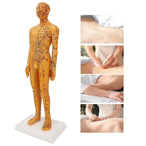 Mannequin d'acupuncture de corps humain pour maîtriser les méridiens - 5