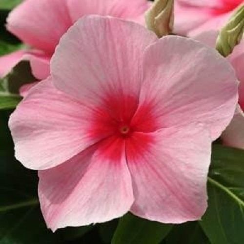 50 Semi di Vinca Mediterraneo XP Fragola