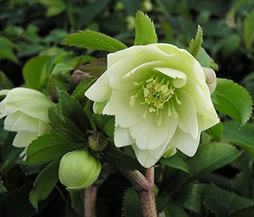 Amazon Co Jp 花苗 ミヨシのクリスマスローズ プチドール 沙羅 さら 9cmポット 1苗 Diy 工具 ガーデン