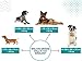 Dogs4Life Hundebett XL | Hundebett für sehr große Hunde | Orthopädisch | Hundekissen | Waschbar | Outdoor | Mit Rand | Wasserabweisend 130x 105 cm (XL, Aschgrau mit Silb. Pfoten)