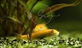Swimming Creatures 4 Golden Suckerfish (Gyrinocheilos aymonieri) 1-1.5' Freshwater Aquarium Fish Live