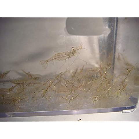 AQUACULTURE NURSERY FARMS Feeder Shrimp Live Saltwater Grass Shrimp Ghost Shrimp Seahorse Food (100cnt) Cover
