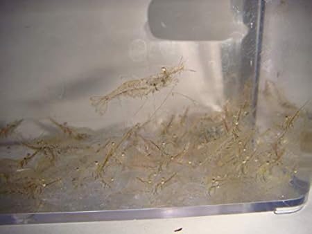 Amazon Com Aquaculture Nursery Farms Feeder Shrimp Live Saltwater Grass Shrimp Ghost Shrimp Seahorse Food 100cnt Pet Supplies
