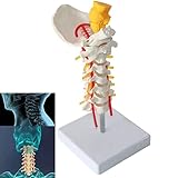 Halswirbelsäule Mit Nerven Und Arterien, Lebensgroßes Anatomisches Wirbel Modell, Menschliches Skelett Modell Für Das Wissenschaftliche Klassenzimmer-Studiendisplay Das Medizinisches Modell Lehrt