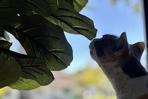 Moss-and-Bloom-6-Artificial-Real-Touch-Fiddle-Leaf-Fig-Tree