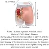 Buttock Injection Model, Electronic Hip Injection Training Simulator, Half-Transparent Buttock Muscle Injection Practice Model