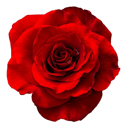 King Charles III Coronation Climbing Rose Plants, 'Paul's Scarlet', 1 x Full Plant in 5 Litre Pot, Rose Bush, Garden Ready and Ready to Plant, Premium Quality Roses