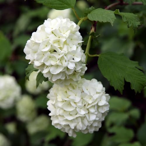 Old Snowball Viburnum Bush