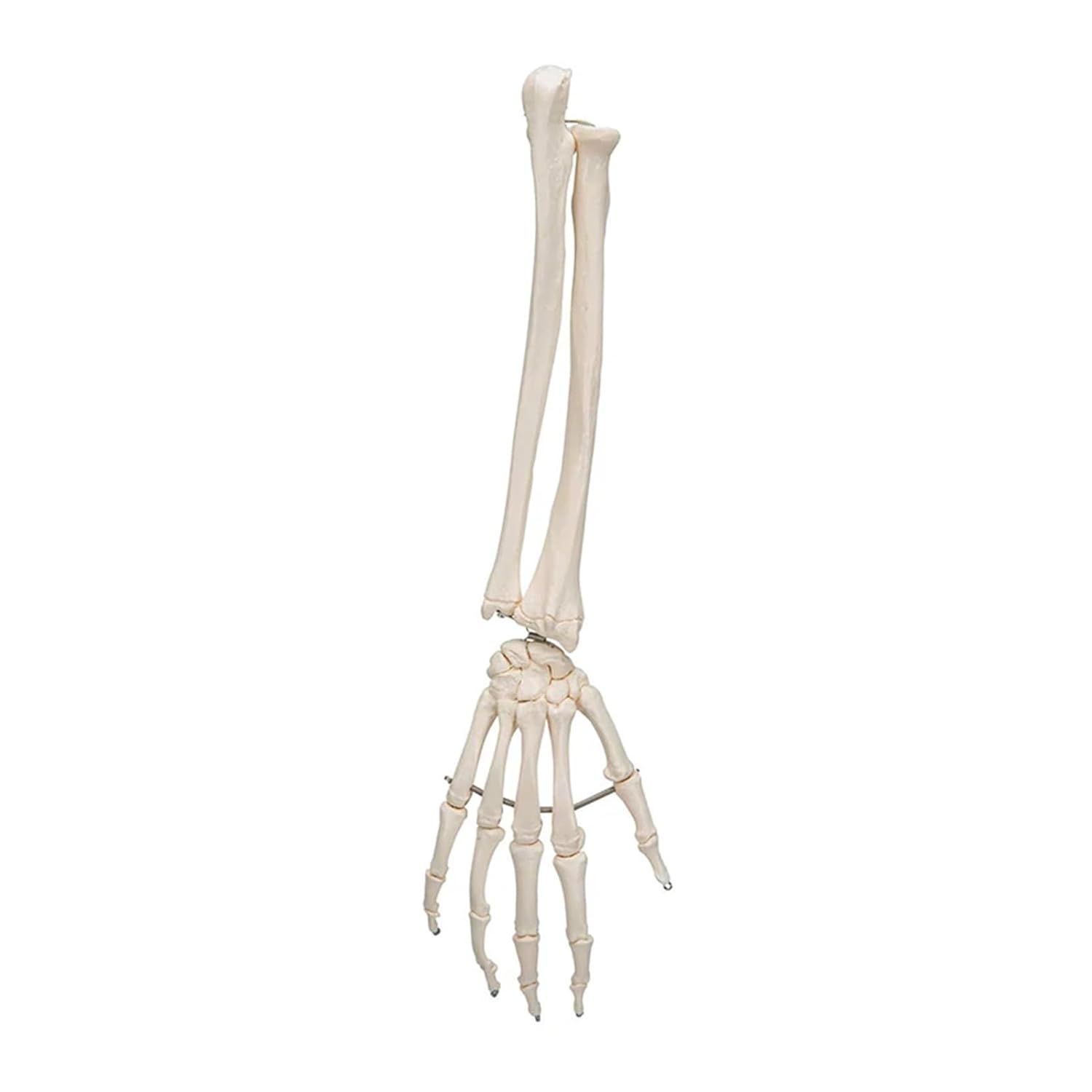 Simulation Art Medical Hand Bone with Ulna and Radius Model Forearm Bone