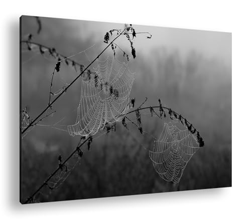 Toile d'araignée sous la rosée grand tableau salon nature noir et blanc 90x60