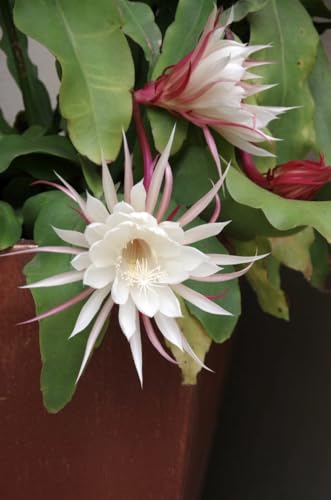 Queen of The Night Cactus, Orcid Cactus, White Flowering Epiphyllum