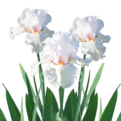 Easy to Grow Bearded Iris Eternal Bliss - 3 Plant