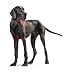 HUNTER Hundegeschirr NEOPREN, Farbe: rot/schwarz, strapazierfähiges Nylon, mit weichem Neopren gepolstert, reflektierendes 3M Scotchlite Reflective Material, pflegeleicht, komfortabel, Größe: M/2