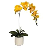 Phalaenopsis Orchids 20pcs Seeds Beautiful Garden Bonsai Balcony Flower Butterfly Orchid Bonsai Hydroponic Flower Plant for Four Seasons Perennial Flowering Plants Potted Charming (Yellow)