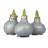 Interflowers 3x Echte Amaryllis gewachst/wax GLOSS SILBER Amaryllis Hippeastrum Blumenzwiebel - lange haltbar, pflegeleichte Zimmerpflanze mit großer Blüte - Geschenkidee!
