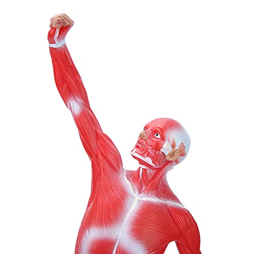 Modèle d'anatomie musculaire humaine pour étude et enseignement médical 50 cm