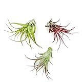 ragnaroc Air Plants - Tillandsia Brachycaulos Multiflora, Jumbo 5-7' - 3 ct - Live Arrival Guaranteed - House Plants for Home Decor & Gift