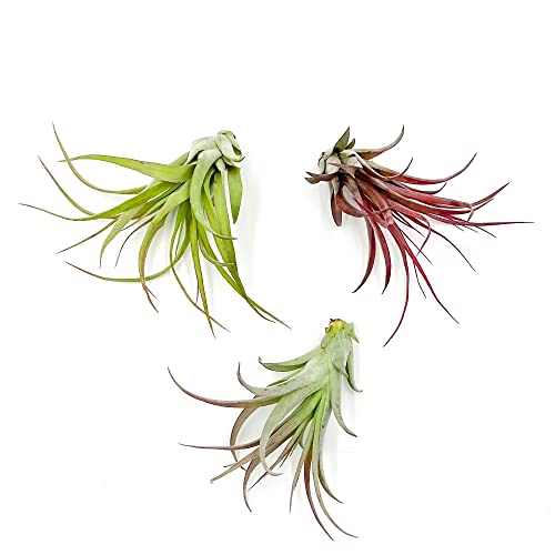 ragnaroc Air Plants - Tillandsia Brachycaulos Multiflora, Jumbo 5-7