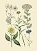 Vintage Botanical Prints | Woodland Plants by Ink Inc. | Wildflower Mushrooms Fern Trees Berries Wall Art | Set of 9 5