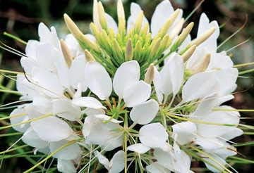 Park Seed Sparkler White Spider Flower Seeds