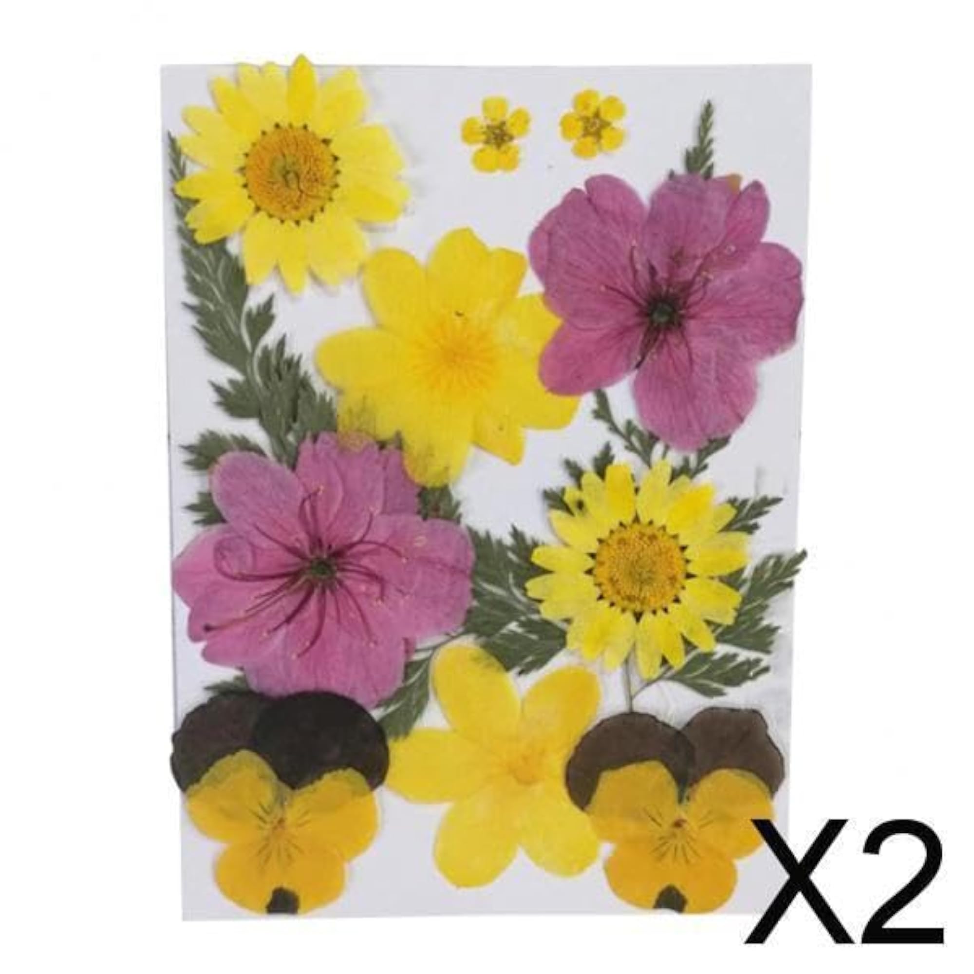 Real Dried Flowers Pressed Leaves Cherry, 2x