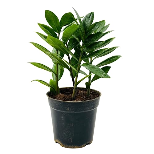 Hug A Plant | ZZ Plant Green (Zamioculcas zamiifolia) - Live Plan...