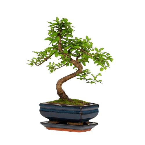 Chinese Elm Bonsai Tree 25–35cm | 6–8 Years Old | Elegant Indoor, Outdoor Bonsai Gift for Beginners | Includes Glazed Ceramic Pot & Drip Tray