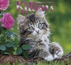 Cute Kittens 2017 Scheduler Organizer Wall Calendar (16 Month)
