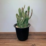 オプンチア うちわサボテン 初日の出 斑入り