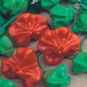 Amazon.co.jp: トウガラシ種子 カンブチ Pimenta Cambuci（ピメンタ